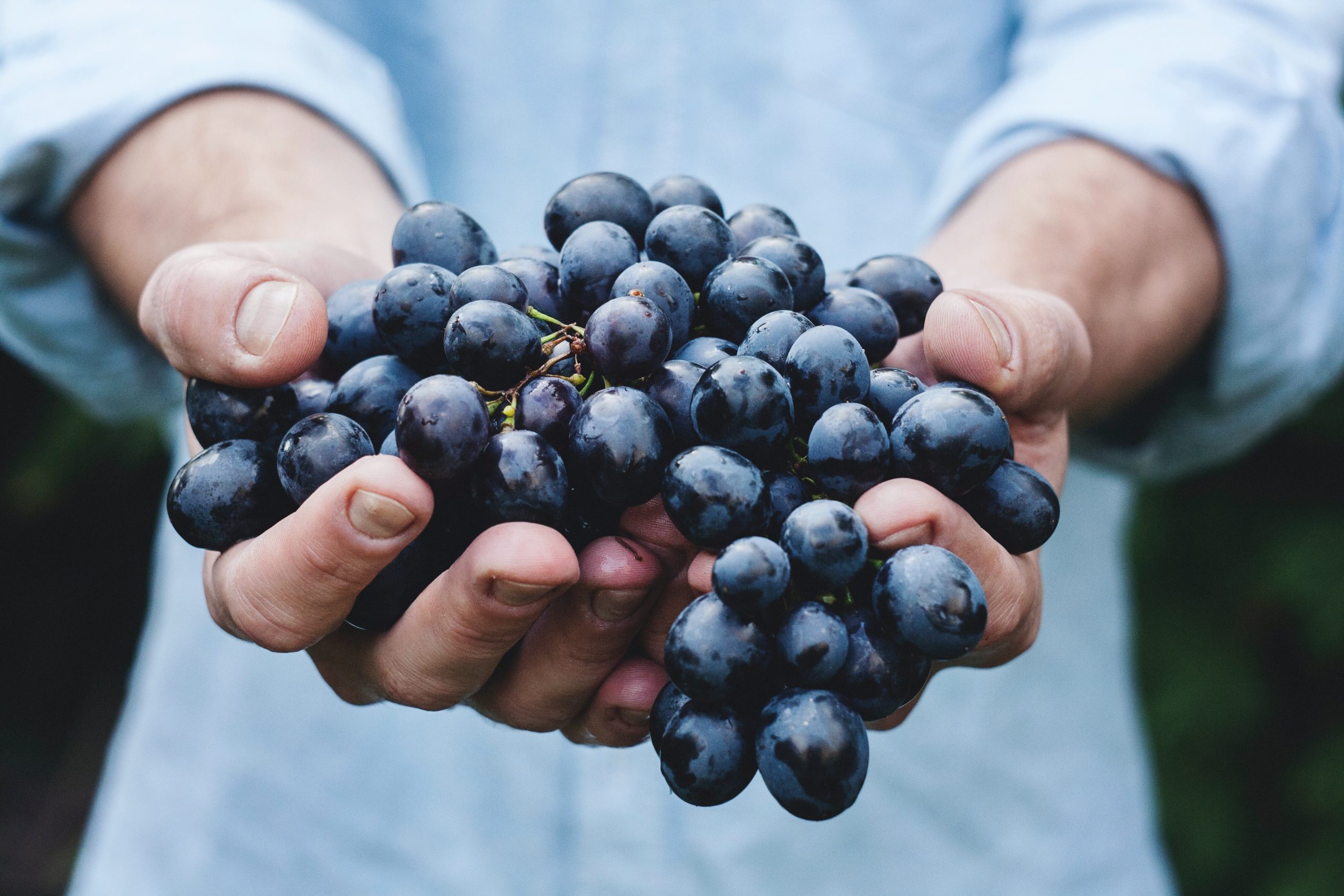 Crno grožđe u rukama vinara